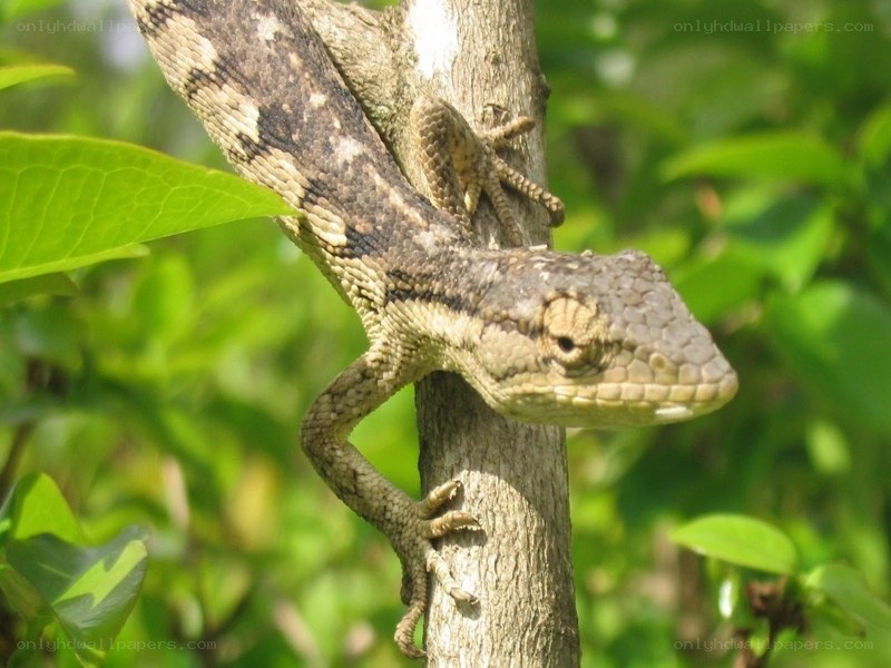 lizard on a tree branch