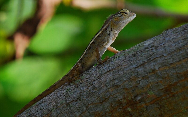 Lizard on a tree branch