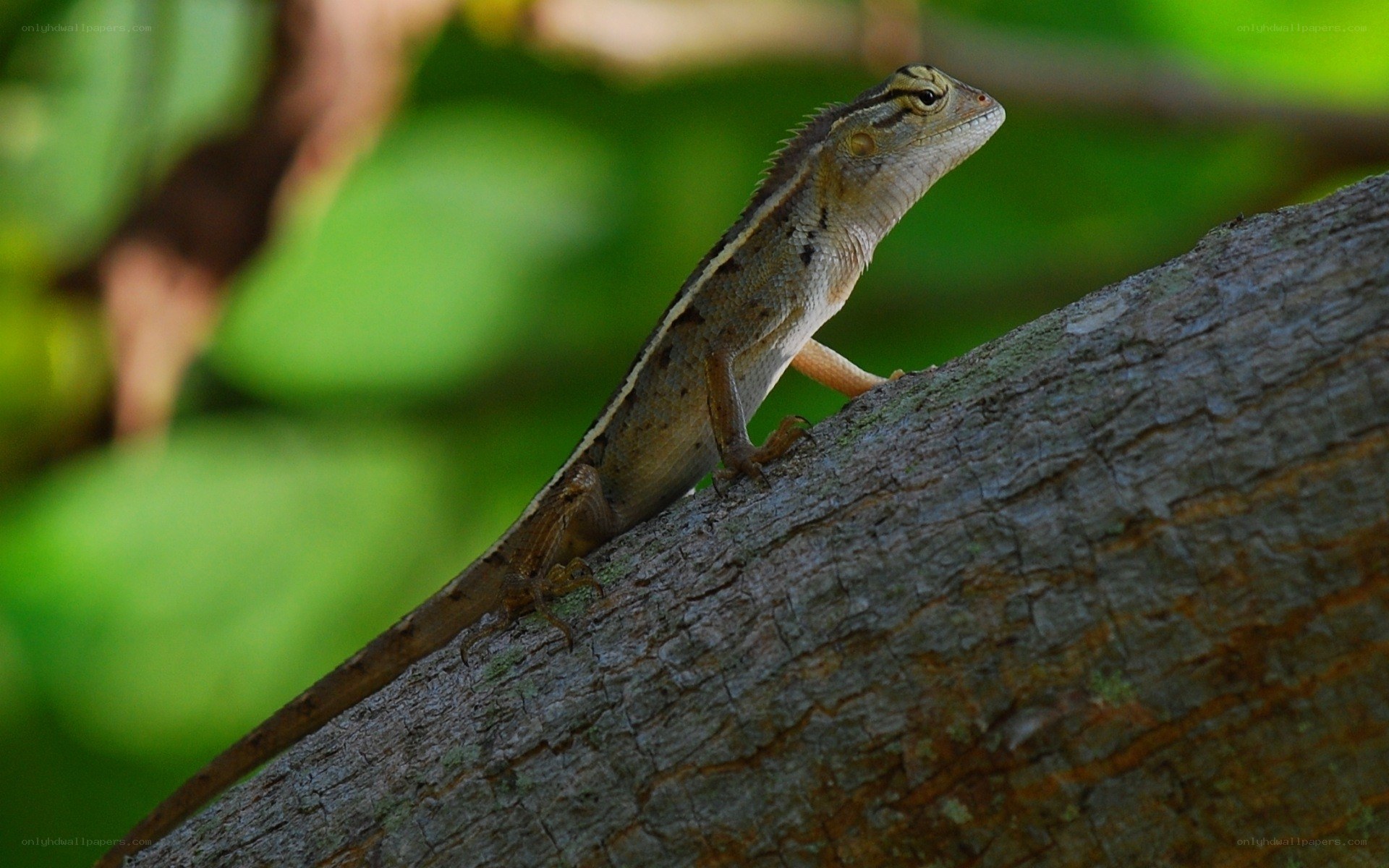 Lizard on a tree branch