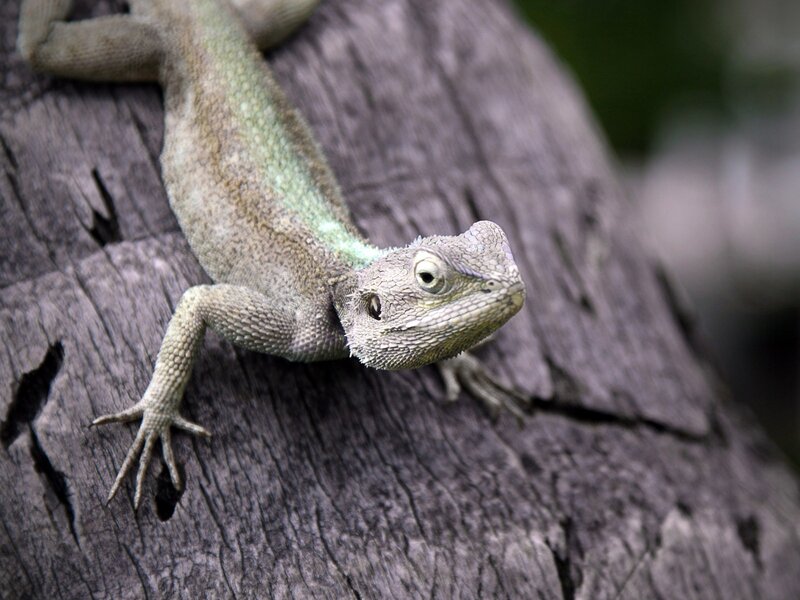 Lizard on a tree trunk