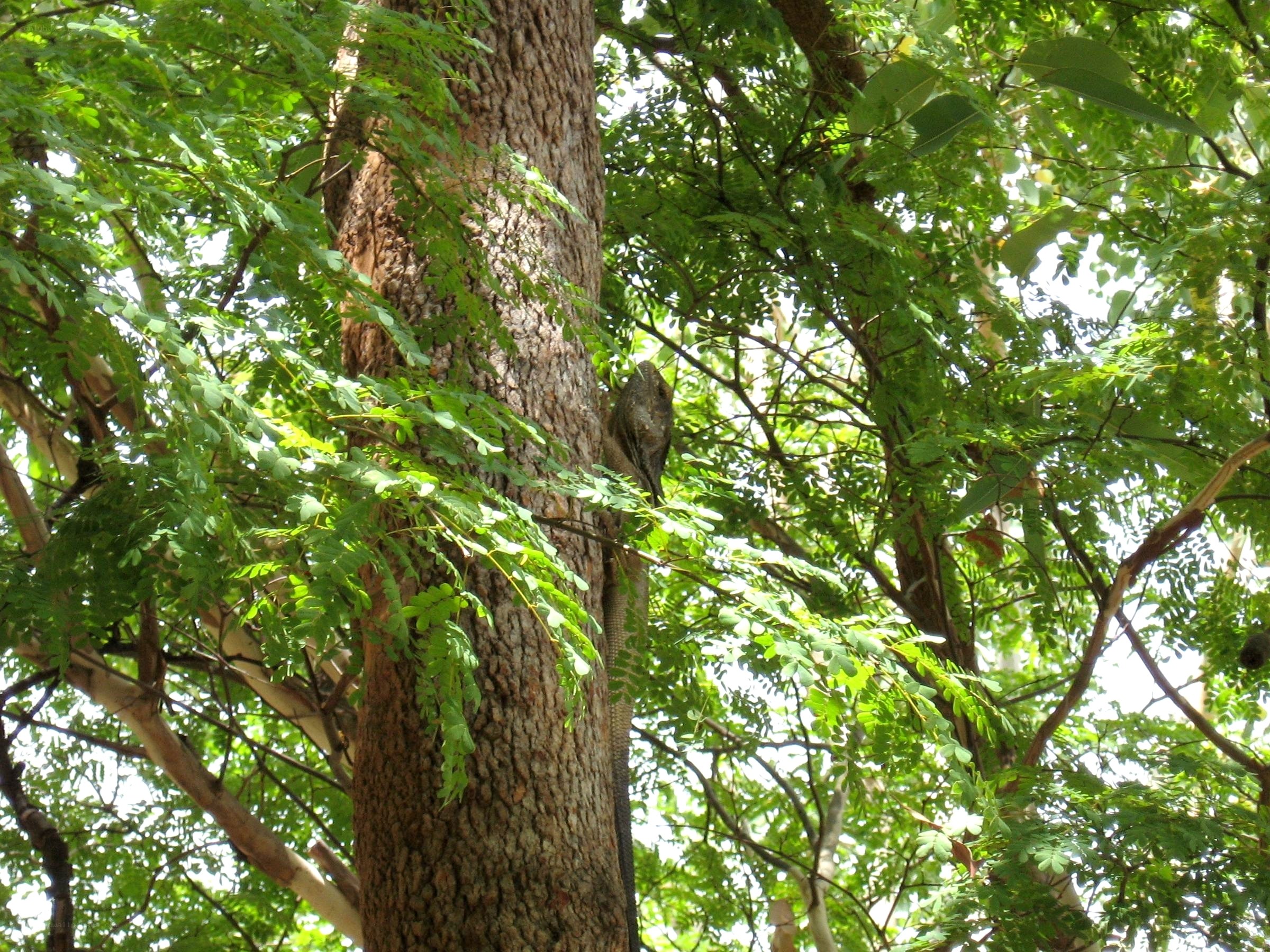 lizard on a tree trunk