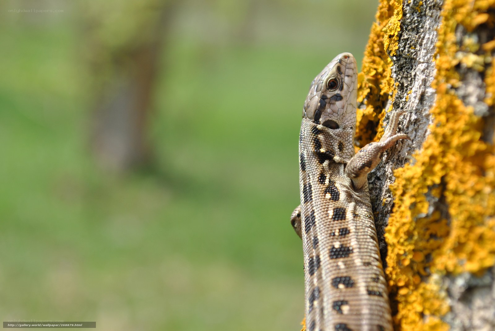 lizard on a tree trunk