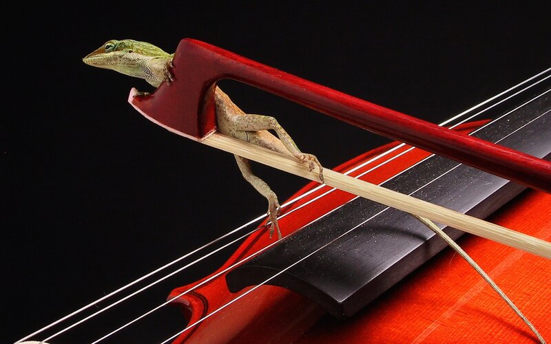 lizard on a violin bow