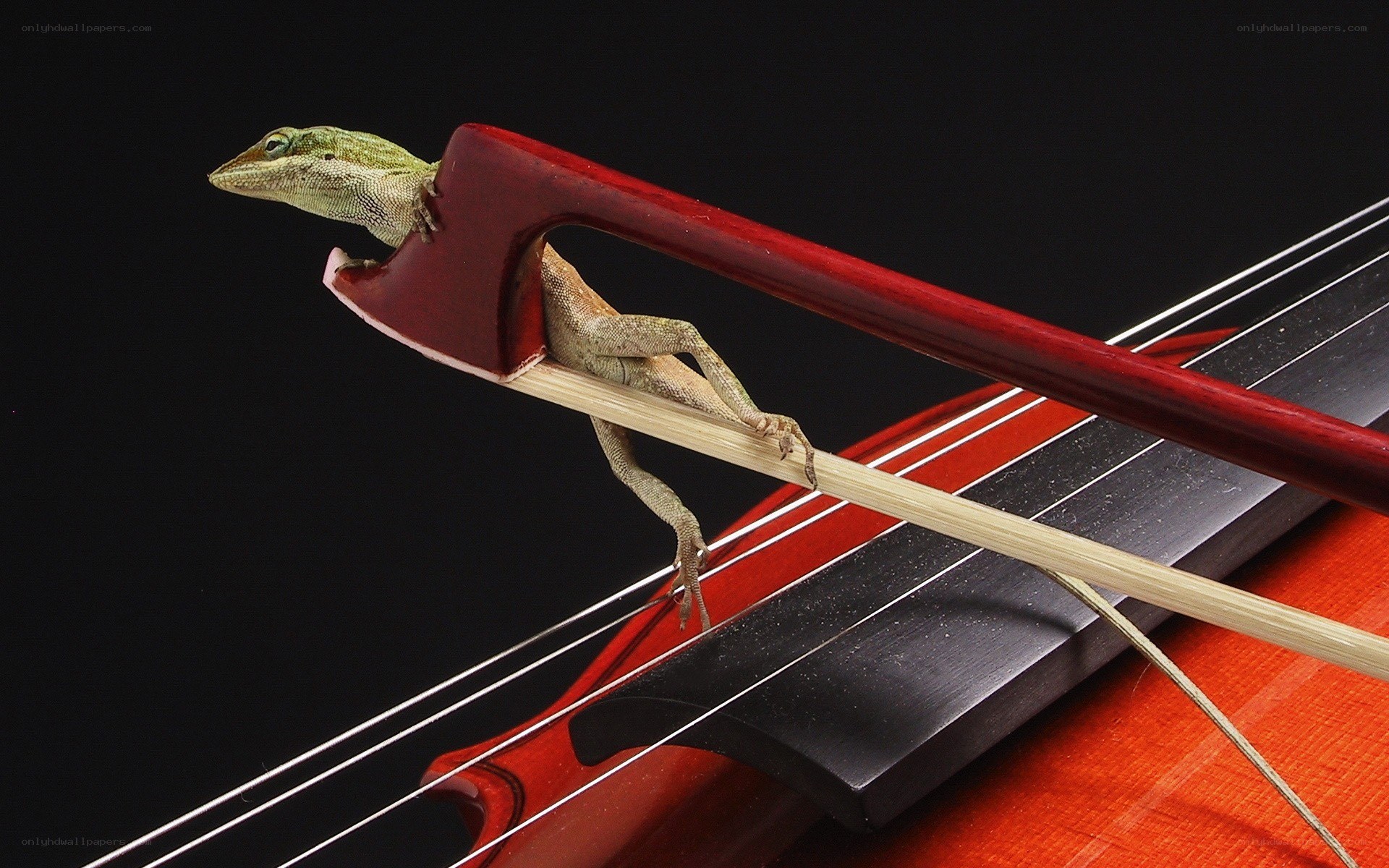 Lizard on a violin bow