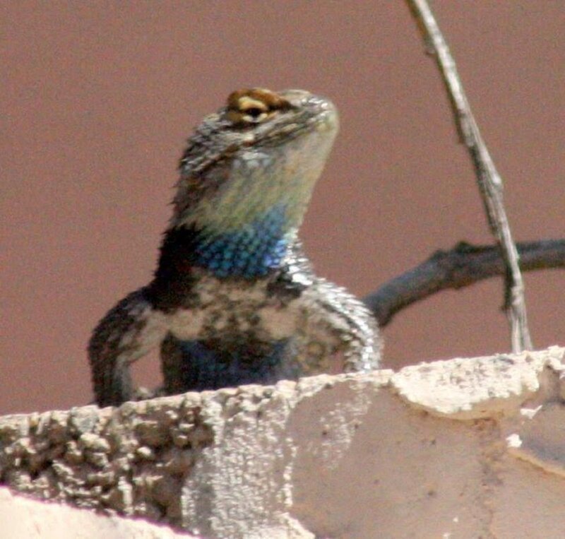 Lizard on a Wall