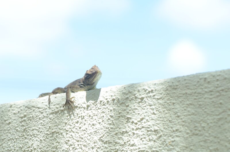 Lizard on a Wall — White