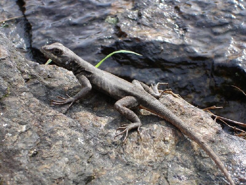 Lizard on a wet rock