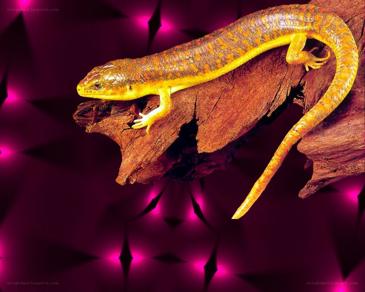 Lizard on a wooden branch