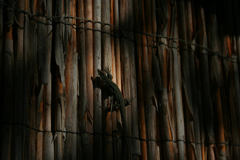 Lizard on a wooden fence