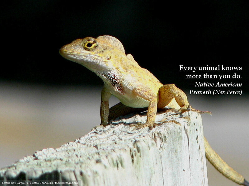 Lizard on a wooden post