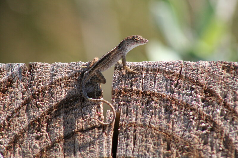 lizard on a wooden post
