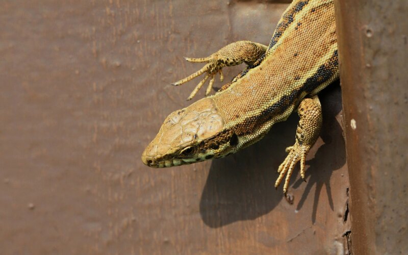 lizard on a wooden surface