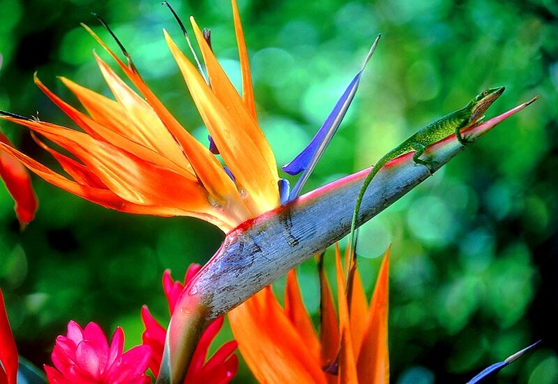 Lizard on bird of paradise flower