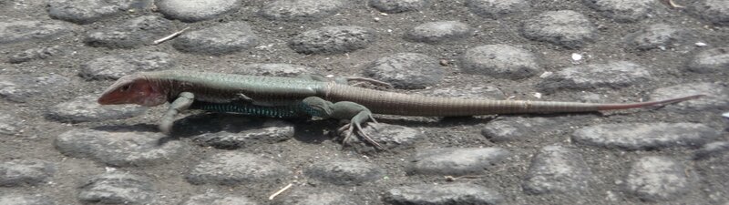 lizard on cobblestone path