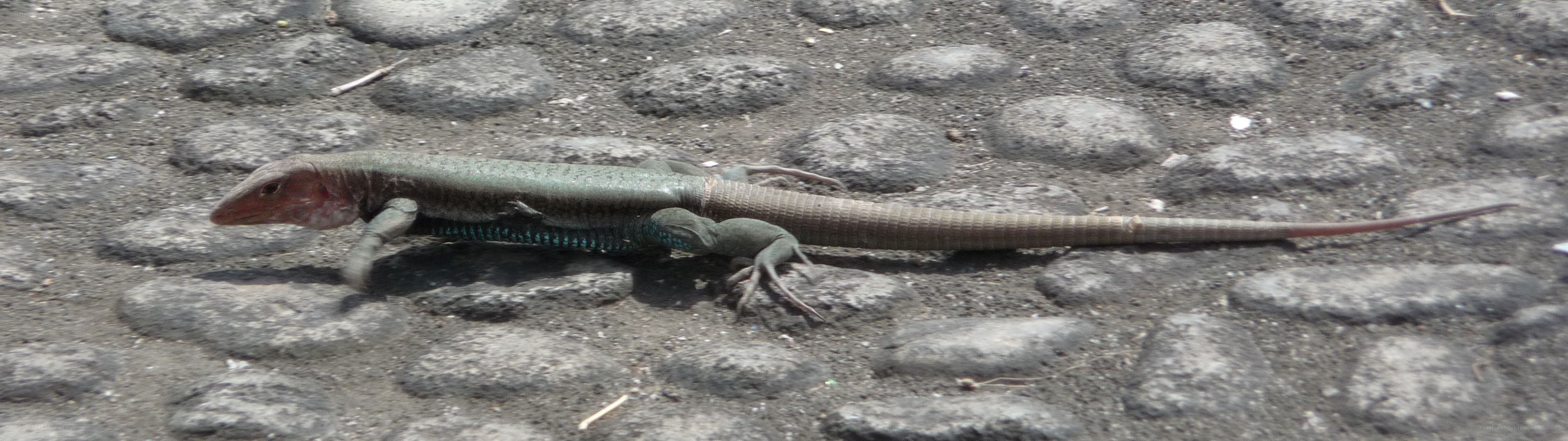 lizard on cobblestone path
