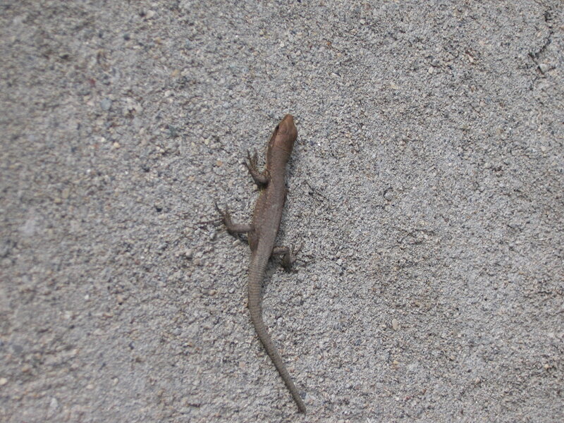 Lizard on concrete surface