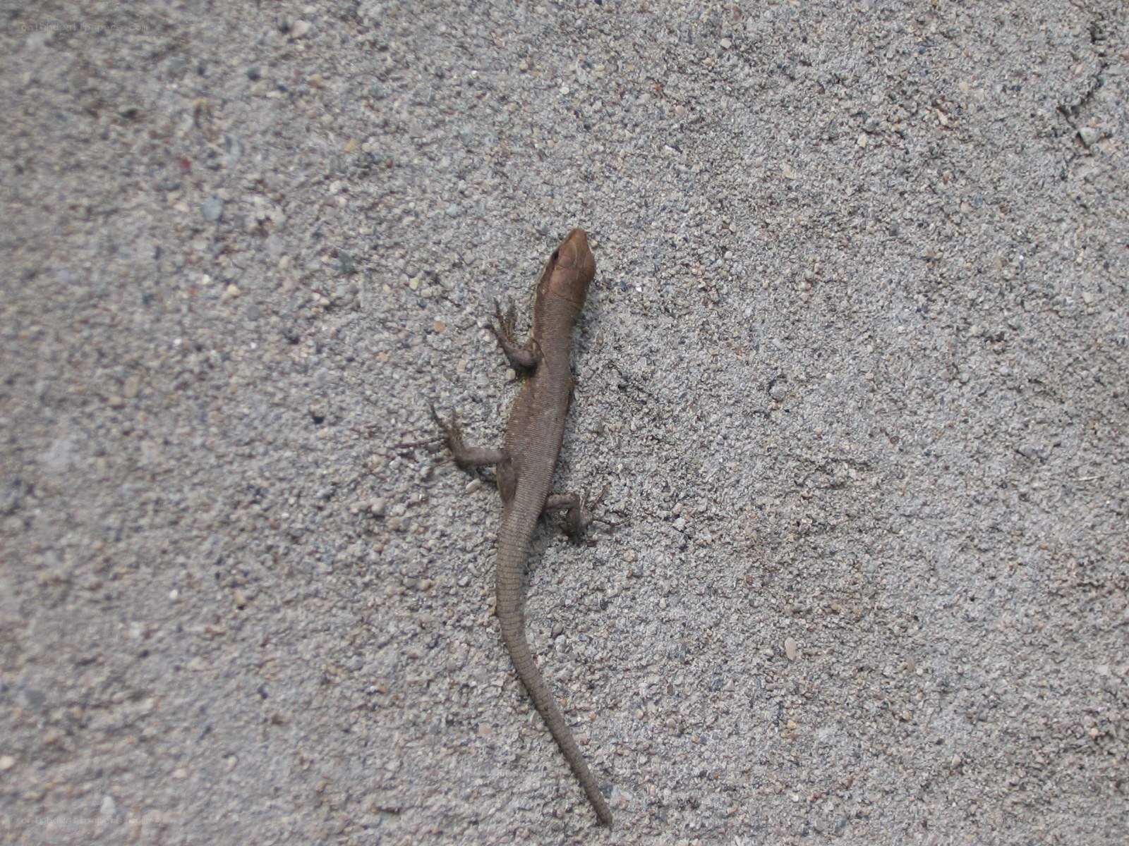 Lizard on concrete surface