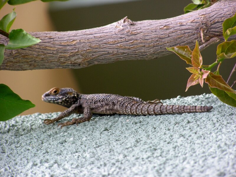 Lizard on Concrete Wall
