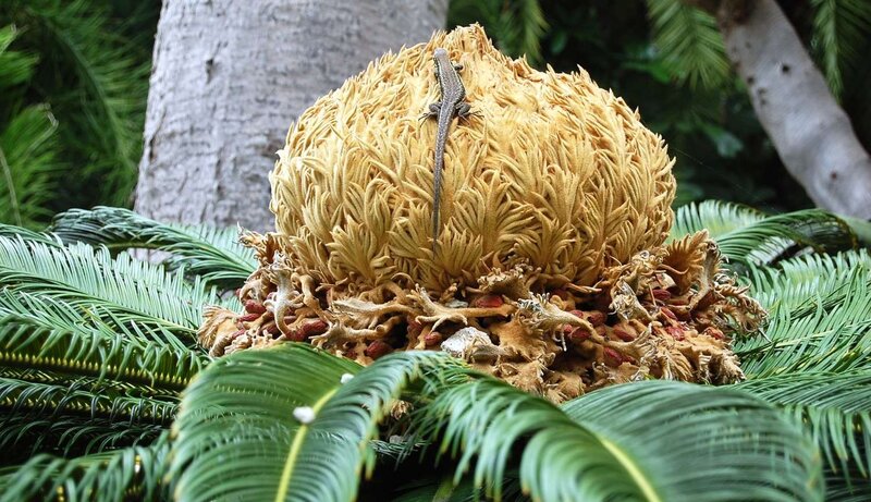 Lizard on cycad cone