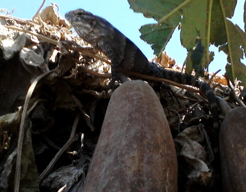 Lizard on Dry Leaves
