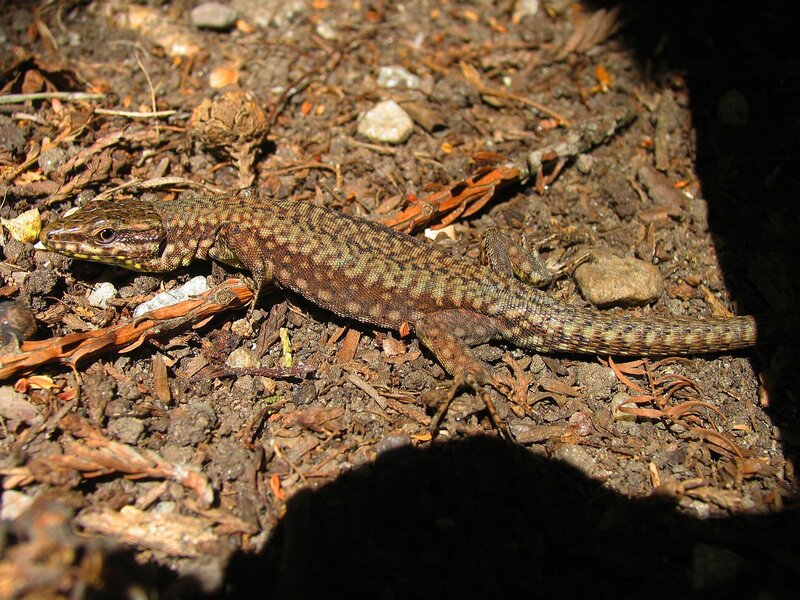 Lizard on forest floor