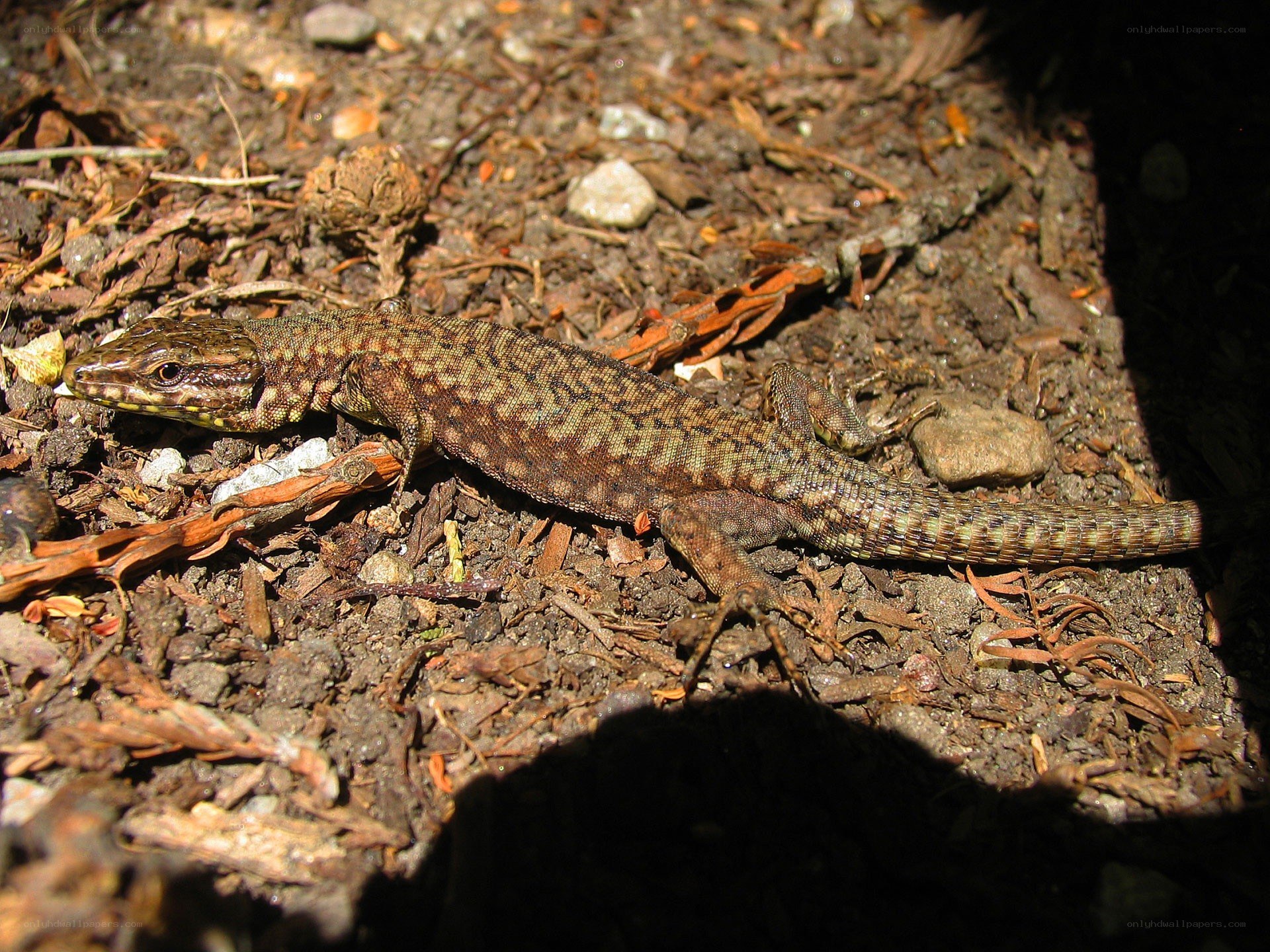 Lizard on forest floor
