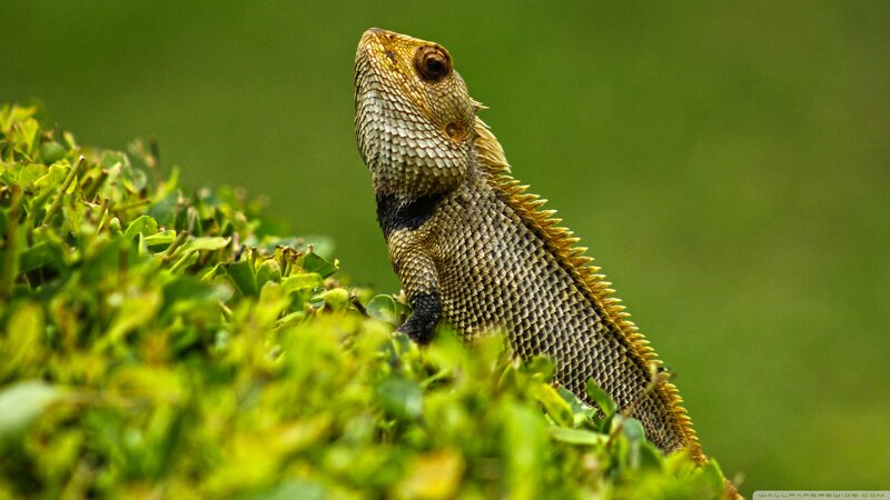 Lizard on Green Foliage