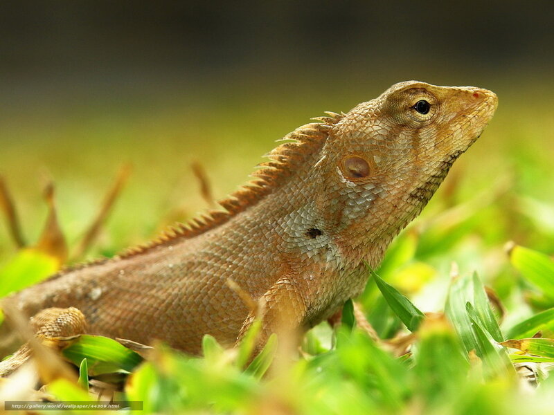 Lizard on green grass