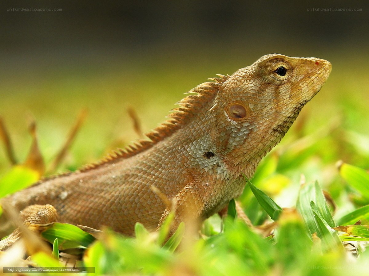 Lizard on green grass