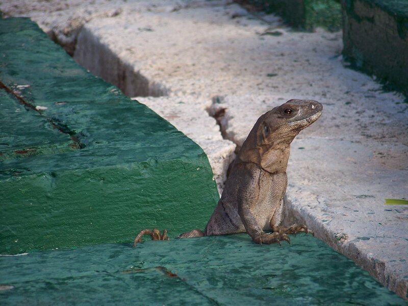 lizard on green steps