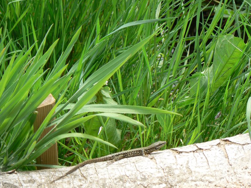 Lizard on Log