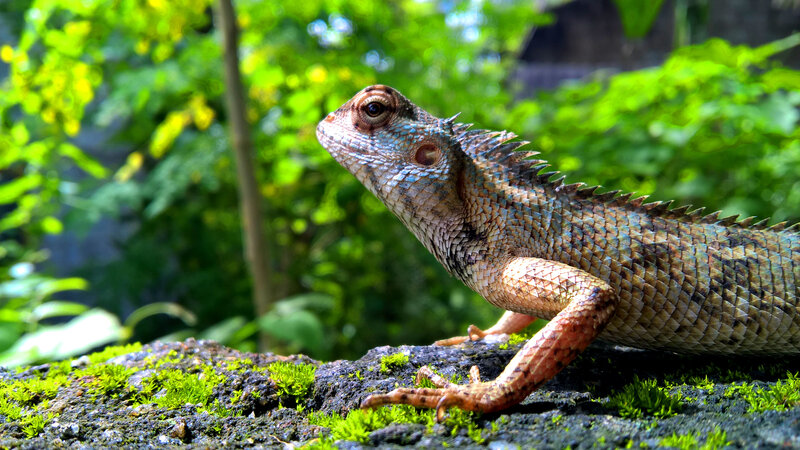 Lizard on Mossy Rock — Green