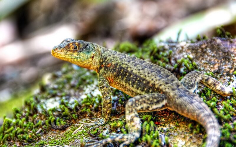 lizard on mossy rock