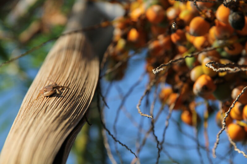 Lizard on Palm Frond