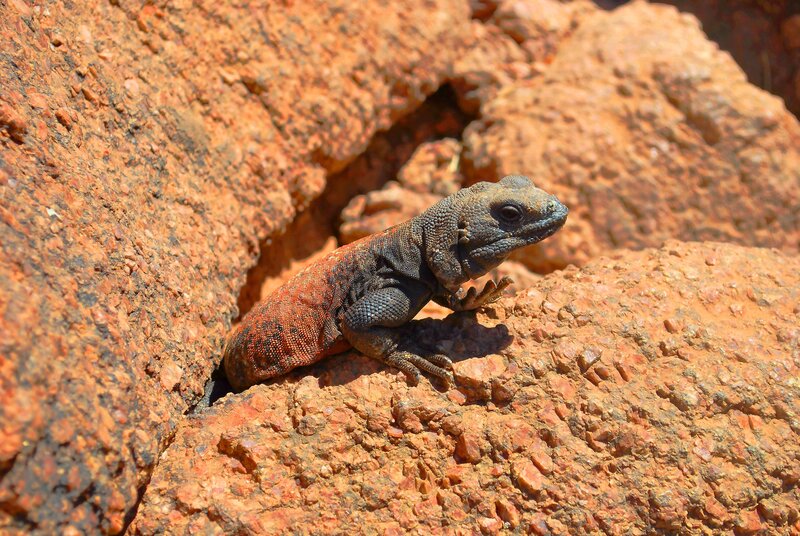 lizard on red rock