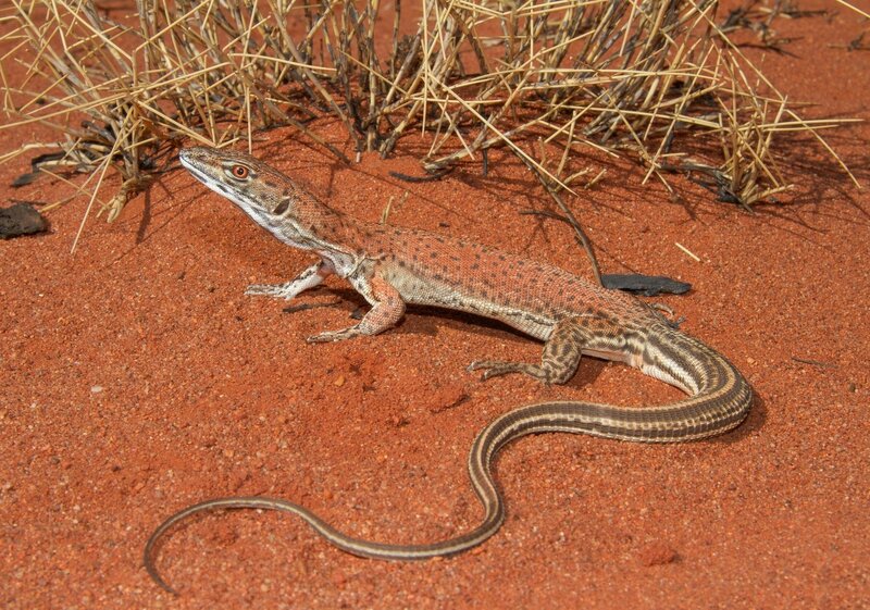 Lizard on Red Sand — Natural