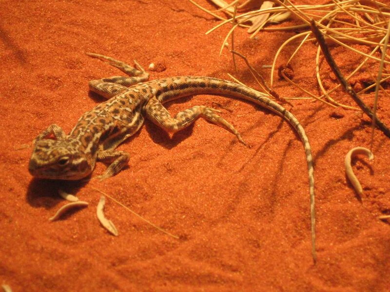 Lizard on red sand