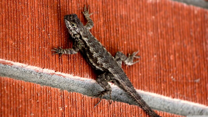 Lizard on Red Wall