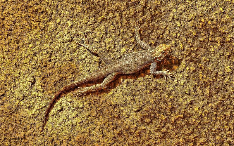 Lizard on Rock