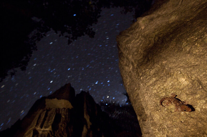 Lizard on rock under stars