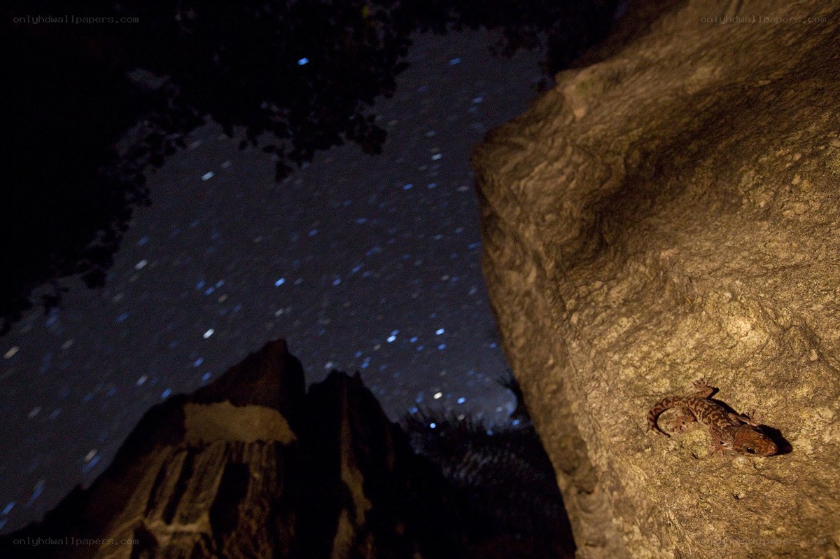Lizard on rock under stars
