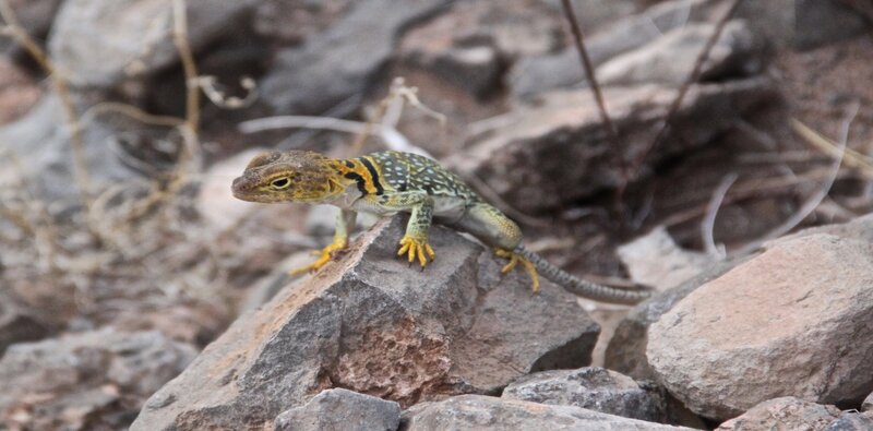 Lizard on Rocks