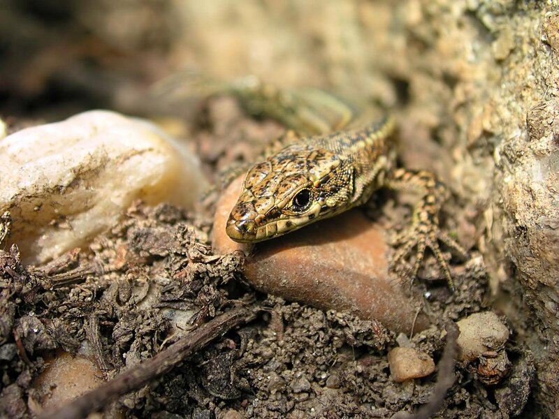 lizard on rocky ground