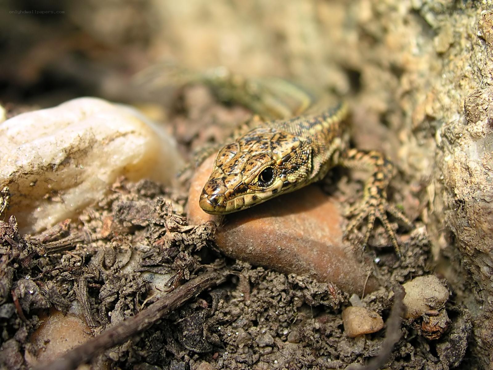 lizard on rocky ground
