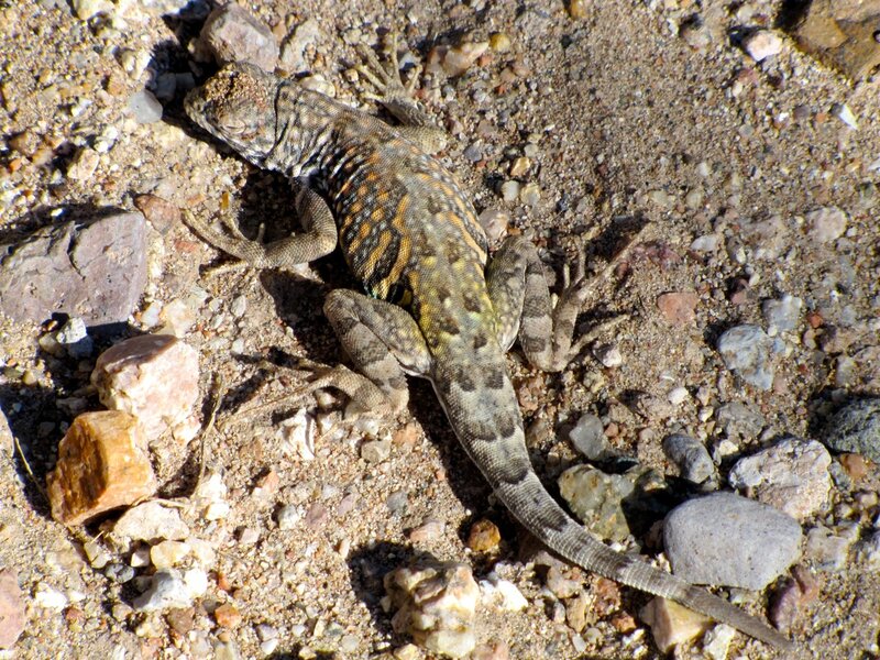 Lizard on Rocky Ground — Brown