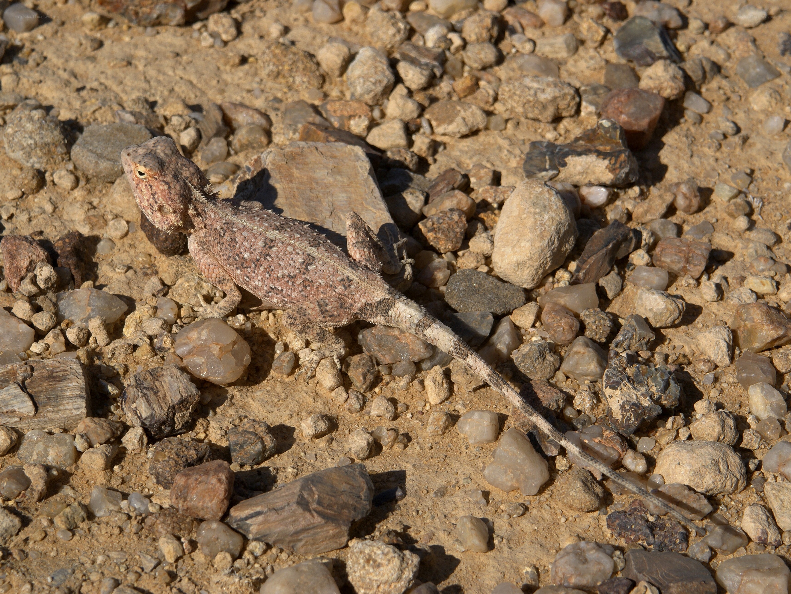 Lizard on rocky ground
