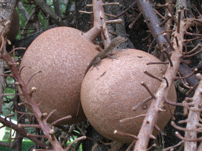 lizard on round fruits
