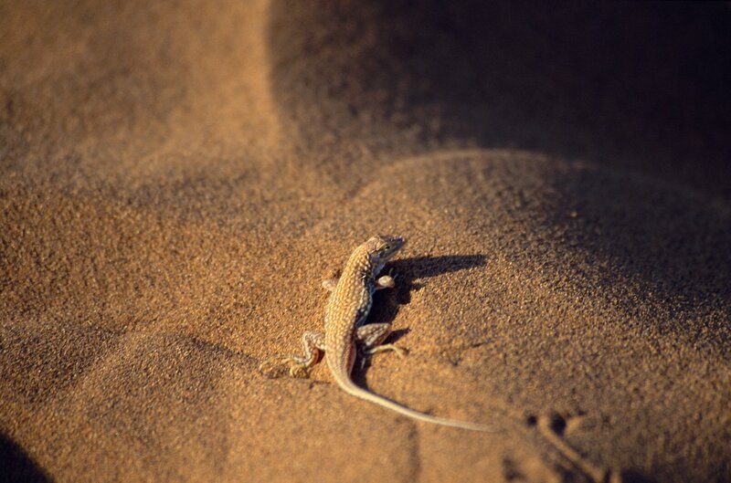 Lizard on Sand Dune — Brown