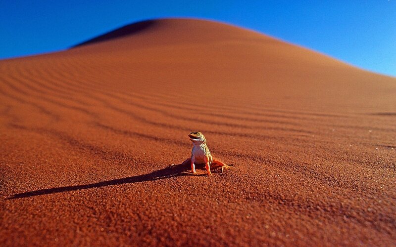Lizard on Sand Dune — Red, Dramatic