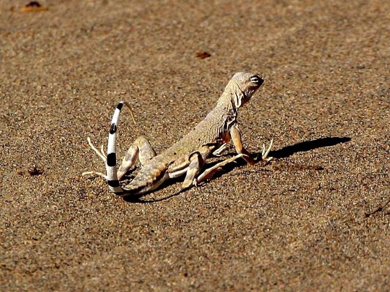 Lizard on Sand